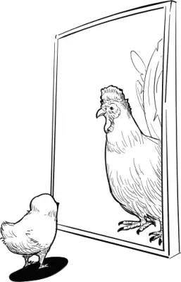 Chicken hen illustration